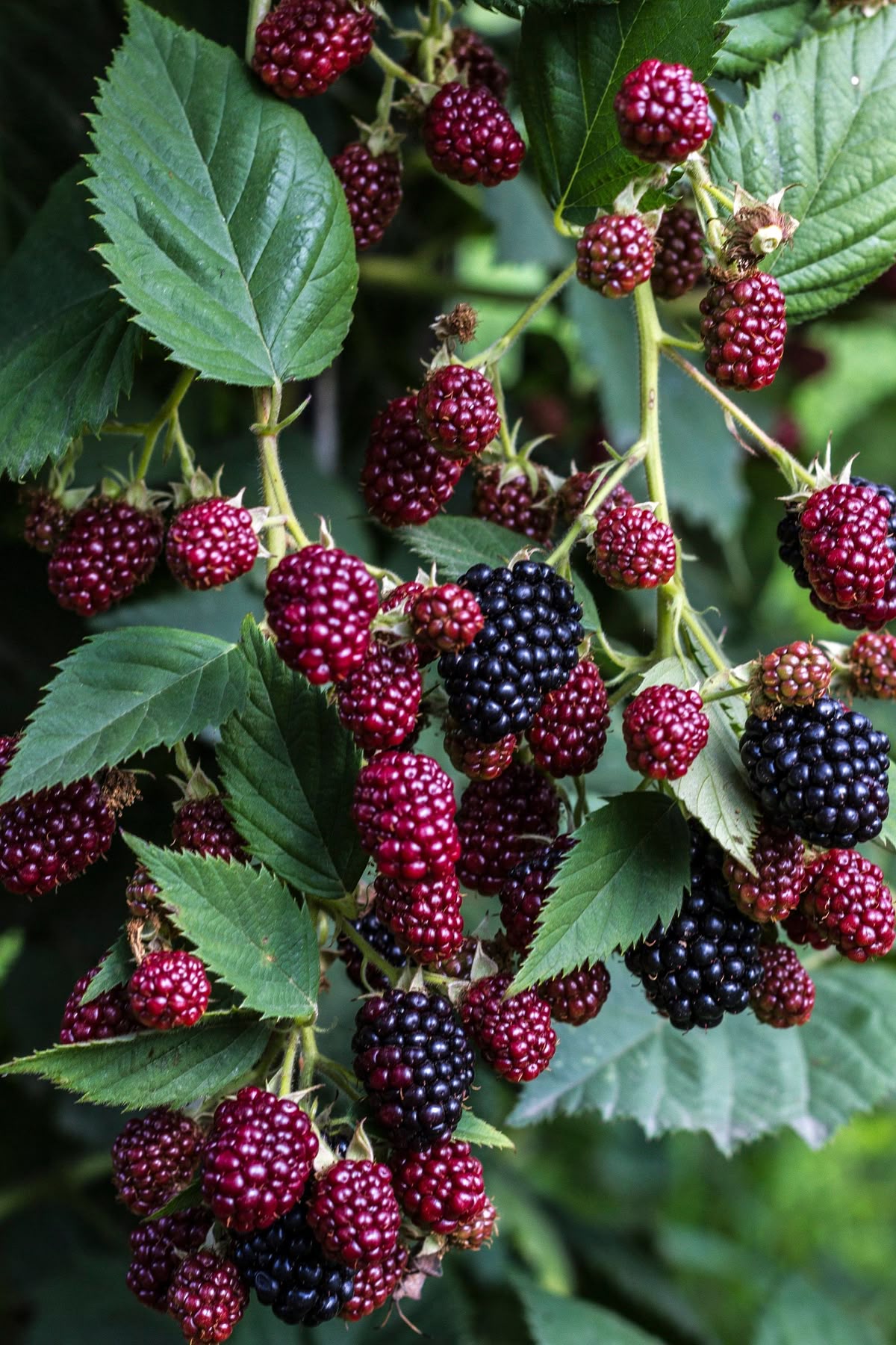 Andean blackberries